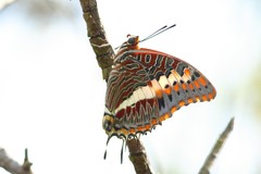 Charaxes saturnus saturnus