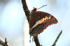 Charaxes saturnus saturnus