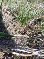 Babiana angustifolia