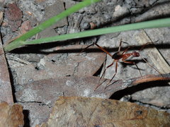 Leptomyrmex cnemidatus