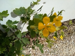Chelidonium majus
