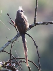 Colius striatus minor