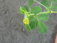 Medicago lupulina