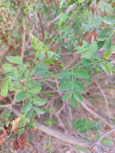 Jasminum grandiflorum observed 2024-07-07