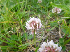 Trifolium repens