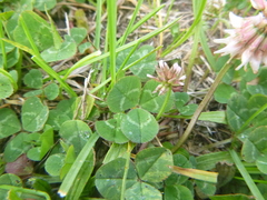 Trifolium repens