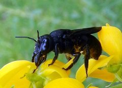 Megachile aethiops