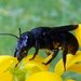 Megachile aethiops - Photo 由 simono 所上傳的 (c) simono，保留部份權利CC BY-NC