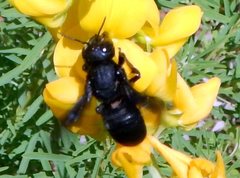 Megachile aethiops