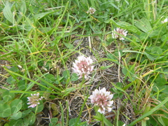 Trifolium repens