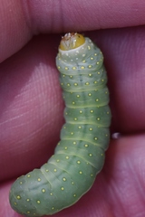 Phosphila miselioides