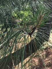 Dendrolimus spectabilis