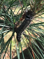 Dendrolimus spectabilis