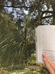 Dendrolimus spectabilis