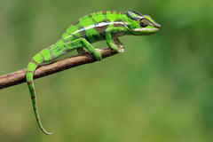 Panther Chameleon photo 2