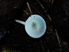 Camarophyllus patinicolor