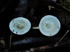 Camarophyllus patinicolor