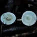 Camarophyllus patinicolor - Photo (c) Grey Smith,  זכויות יוצרים חלקיות (CC BY-NC), הועלה על ידי Grey Smith