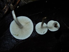 Camarophyllus patinicolor