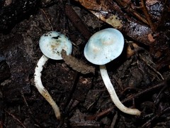 Camarophyllus patinicolor