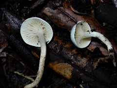 Camarophyllus patinicolor
