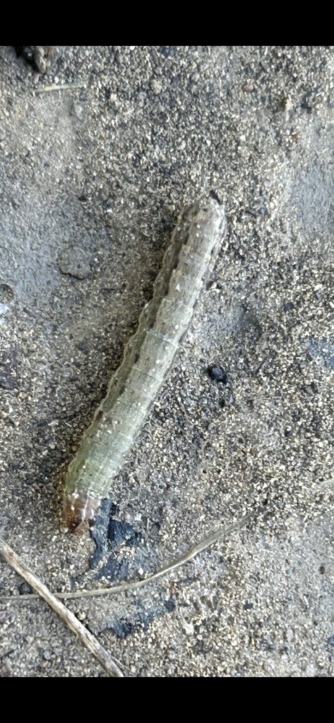 Fall Armyworm Moth from Greensboro Dr, Plano, TX, US on July 7, 2024 at ...