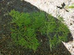 Baltic parsley (Cenolophium)