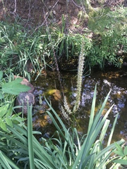Melanthiaceae