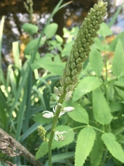 Melanthiaceae