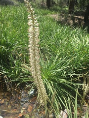Melanthiaceae