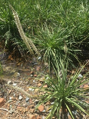 Melanthiaceae