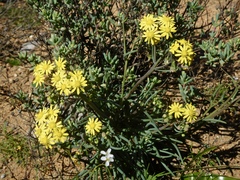 Crassothonna protecta