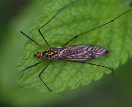 Nephrotoma scalaris