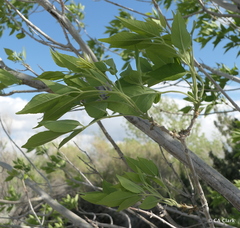 Fraxinus velutina