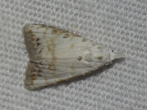 Sorghum Webworm Moth photo 5