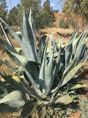 Agave americana
