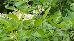 Chionanthus