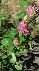 Trifolium pratense