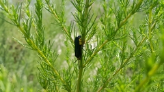 Scolia erythrocephala