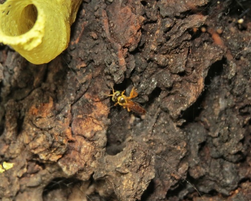 Narrow Stingless Bee