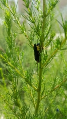 Scolia erythrocephala