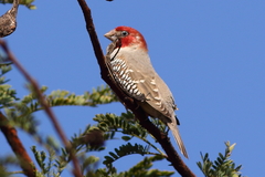 Amadina erythrocephala
