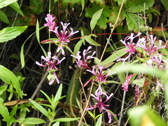 Clarkia concinna concinna