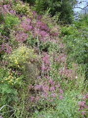 Clarkia concinna concinna