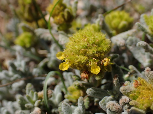 Image of Teucrium aureum by (c) Franck Cabot, some rights reserved (CC BY)