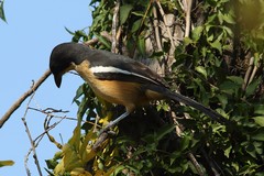 Laniarius ferrugineus