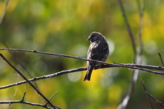 Crithagra atrogularis