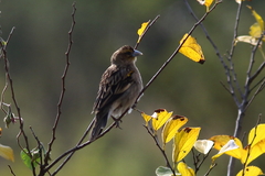 Euplectes albonotatus
