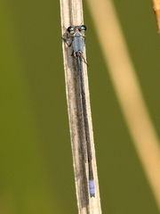 Pseudagrion salisburyense