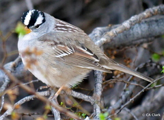 Zonotrichia leucophrys